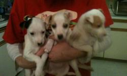 Jack Russell Terrier puppies born 9/25/12. $200 4 females / 1 male
--