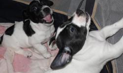 Jack Russell Terrier puppies, 8 wks old. They have had their 1st puppy shots and have an up to date health certificate. Tails docked and dewclaws removed. All are black and white and are smooth hair. They will go home with 2 puppy packs that contain