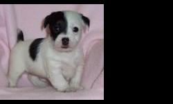 Jack Russell Terrier Puppies For Sale
Westchester Puppies specializes in the sale of healthy puppies and kittens from certified breeders, with whom we have enjoyed long-standing relationships. Our puppies are home-raised and responsibly bred for