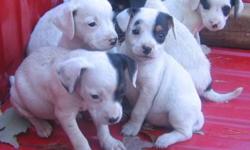 Two males left....
Jack Russell Terrier Puppies
12 weeks