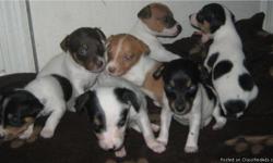 I have 6 purebred Jack Russell Terrier Pup's That Are Aval . All Pup's are short haired , tails have been docked and dew claws have been removed . They Were Born On October 29th 2010. Im asking This amount to insure that the pup is wanted and will be