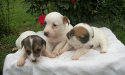 beautiful swowwhite bodies tan/black heads 1 male 3 females current vac. womed every 2 wks tails docked dewclawes removed some del for gas money more pics on website mitchellkennels.com call tosee 270-526-3769 cell 270-999-3855