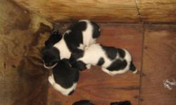 1 liter of rat triers
there was 5, 3 females and 2 males
the 2nd liter has 4, 2 females and 2 males
the 3rd liter has 4, 2 males 2 females
the 4th liter has 1 pup and its a male
jack russels
1males
2yr old male for 400
8 weeks old male
gennies for sale