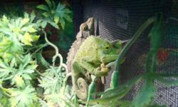 Jackson's Chameleons For Sale South Florida near Ft Lauderdale and Miami area. Our Jackson Chameleon Lizards for sale are eating great and thriving! Call (954)-452-8588 and visit www.yourpetcity.com for our Jacksons Chameleons.
