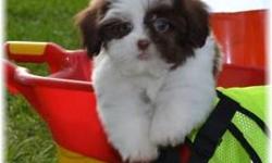 Jake Male Shihpoo&nbsp;
If you would like to put a secured deposit down on this puppy to make him/her yours click on the picture or the name of the puppy .
Wanna a new friend in your life? If so, then come and get me! Hey There! I'm Jake! The fun,