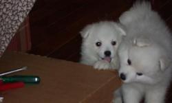 4 japanese Spitz babies are available, they are looking so great and georgues.
The Japanese Spitz is a small to medium breed of dog of the Spitz type.
The Japanese Spitz is a companion dog
Contact Us :