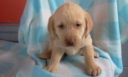 Are you ready for some fun in your life? If so, then come and get me! Hey, I'm Joel! They greatest Labrador Retriever you could ever meet! I was born on November 19th, 2012! As I've heard from many others, people really like my name, my nice cream colored