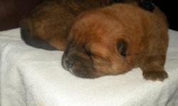 AKC CHOW CHOW PUREBRED, CHAMPION BLOODLINES, RED CINAMON, 2 MALE, 1 FEMALE, THEY ARE AVAILABLE ON DEC. 10, 2012. CALL OR TEXT JON JON ...