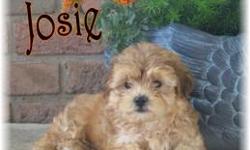 Josie, Says Hey What's Up? This little guy is a Yorkiechon, he is one of the Designer Breeds. He is 1/2 Yorkshire Terrier & 1/2 Bichon Frise. Josie is a handsome Cream,Rust & a touch of Brown.He will be some where between 5-8 lbs. when grown. His Birth