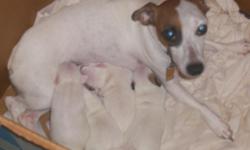 4 beautiful jack russell terriers just arrived from 2 great jack russell parents. The mom is the most loving obedient and playful pet weve ever owned and the dad is just as loving and playful with an obvious attractiv touch of male pride and protector in