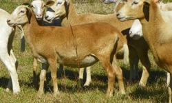 &nbsp;Ricochet farms is offering for sale 12&nbsp; QR or&nbsp; RR gene type registered Katahdin ewe lambs&nbsp;&nbsp; sire from Hound River Farms &nbsp;&nbsp;&nbsp;&nbsp; ASking 350.00&nbsp; each . Scrapie Certifed with the USDA.&nbsp; Some of the best