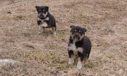 Pups were born on Christmas day 2010. Will be ready for new homes after Feb. 19th. There are only 2 males and 2 females left. Parents and full siblings are working cattle dogs. More pictures available, send e-mail to workingstockdogsÂ­3@yahoo.com and