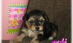 This is Kiki! She is a Yorkiechon Female/Designer Breed. This little one was born on June 8th.,2011.Full grown this little gal 5-8 lbs. She will come to you shots to date & wormed. They are asking $450.00 for this sweetie.You will just fall in love with