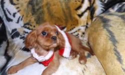Beautiful King Cavalier Puppies and Doggies! Home Raised. Training on Puppy Pads. OFA certifications. Akc Registered.&nbsp;Assorted colors from different litters. Males and Females avaiable. Call or email for more info. --
UTD on shots and wormings comes