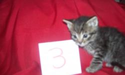 &nbsp;
BORN ON NOV 6TH AND 8 WEEKS 25TH&nbsp;.......FEE&nbsp;&nbsp;$25.00&nbsp; THERE WERE 5 IN THE LITTER
CUPID ..."PLEASE OPEN YOUR HEARTS AND HOME SO&nbsp;I CAN HAVE A FOR EVER HOME...I NEEDS A LAP TO CUDDLE ON I LIKE TO PLAY AND HAVE PERSONALITY