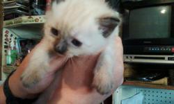 Kitten for Adoption Siamese Persian $100.00 OBO
Miami, FL 33184
Phone --