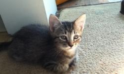 I have 3 calico kittens, 3 tabby kittens and 3 black kittens that need a home. They are all about 12 weeks old and are well behaved. They love to play, they are liter box trained and eat regular cat food. We are located in Norwalk, CA and we are trying to