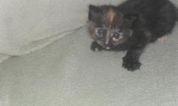 4 baby kittens only 3 weeks old each one is diffrent color they are $100 each for more info call me at 732-882-3816 Thank you!!!!!