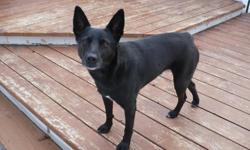 Kiya is a beautiful dog with a loving personality. She is 5 years old, house broken and spayed. She loves to play fetch and frisbee and will even bring them back to you. She loves to run and be active. We believe she is part Austrailian Cattle Dog and we