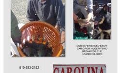 Carolina Fish Hatchery offers Bluegill, Shellcracker, Crappie, Bass, Hybrid Bass, Catfish, Koi, Grass Carp and Minnows at farm direct prices. Contact Bonnie 910-533-2152