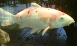 Beautiful large Pond KOI fish for sale, moving must sale