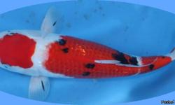 Saturday June 11 - Viewing at 10 Auction at 12 noon.
PHELAN GARDENS
4955 Austin Bluffs Parkway
KOI of all sizes and descriptions from members of the Southern Colorado Koi Club. Great opportunity to stock your koi pond at reasonable prices. Some goldfish
