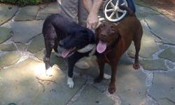 Chocolate Lab - about two years old, female, trained to sit, shake, walk on leash. Black and White Lab mix - about two years old, male, trained to sit, walk on leash. They don't dig or chew. Very nice dogs, love people. They were someone's pets, but no