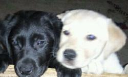 Beautiful lab puppies both male and females 9 weeks old... mom and dad on site , all puppies are dewormed and full puppy vaccine series is included. Please call (925) 586-3191