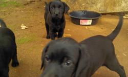 Pure breed lab puppies but no paper. All black females. &nbsp;Will be great family/ outdoor pets. Give me a call at if you are interested. asking $300. 8 weeks.&nbsp;