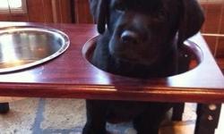 Black male puppies. From champion gun dog lines. Whelped 11/7/2012 ready for Christmas --