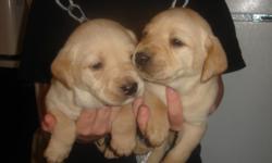 4 Adorable Purebred Lab Puppies For Sale - 2 Black & 2 Yellow - Home Raised & Extra Spoiled - Puppies come with their 1st set of shots, dewormed, dewclaws removed, and a health gaurantee - Delivery Possible & Ready To Go The Beginning of February. Please