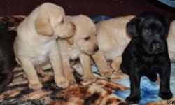 I have 3 Lab Puppies left for sale.....1 black female, 1 yellow female with blue eyes, 1 yellow male. They are ready to go now! Will be 7 weeks old on saturday! Vet checked, first shots & dewormed, also will have papers. Serious inquiries only