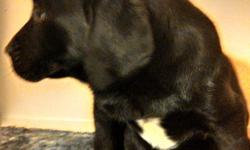 Female lab black with white patch on chest.. 7 weeks old. First shots. I am asking $300