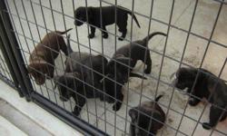 Outstanding pedigrees, many field campions and hunt test titled dogs. 2 Black Males,1Black Female, left. (Rommel) The Male is star in the TV show Sporting Dog Adventures, on The Sportsman Channel. Check it out on line. Ready to go home on 7/21/2011. call