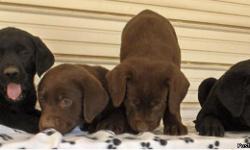 4 male chocolate, 2 female chocolate, 2 famale black. First shots & de-wormed. Whelped 2/3/11. Raised in loving environment. Have been exposed to small children. Mother is small, but papa is big (about 100 lbs.). Some championship bloodline. Adorable.