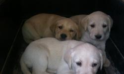Beautiful Full Breed Lab Puppies For Sale.&nbsp; 7 Male 4 Female.&nbsp; White and Yellow.&nbsp; Parents on premises.&nbsp;Beautiful pups. Must See.