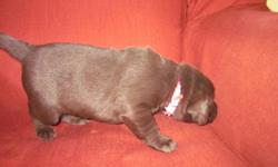 Adorable, black(M), chocolate(F) labs, AKC registered, vet checked with first shots and de-wormed. Parents on premises, elbows and hips certified by OFA. Puppies available July 9th. 203-230-1033; 203-623-6037.