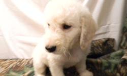 Male, all creamy white, non shedding, second gereration Labradoodle, $325. Reasonable priced delivery. 740-294-7723