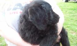 Gorgeous F1b male, out of our chocolate labradoodle female, by our white standard poodle stud. This pup has a great out going personality, and is such a sweetheart! Very intelligent, and will have a crazy wool coat! Low shed, hypoallergenic. Can ship