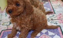Springville Labradoodles has both miniature and medium size puppies available, see nursery page of web site at www.springvillelabradoodles.com you may call our toll free number before 8:00 PM 1-561-688-3000. Our puppies are lovingly home raised and health