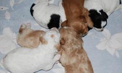 Springville Labradoodles located in Silverton, Oregon has mini Australian Labradoodle puppies available. You may call our toll free number before 8:00 PM at 1-877-855-2005 or visit the nursery page of web site for current updates at