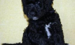 Only 3 black and white males left. F1, Adorable, sweet natured, LOVES kids. Perfect family pet! Low to no shedding, 50+ lbs when grown. Mom is our black/white standard parti poodle, dad is son's big black lab (see photo). Our beautiful baby boys are ready