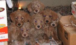 Labradoodle Puppies&nbsp; 11 weeks on sale, red to creamy, shots, M/F,
Please call 561-478-6497
&nbsp;