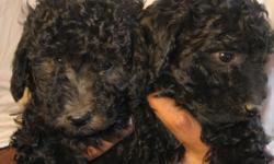 We have very small black male Labradoodle puppies. They are multi-gen which means they are allergy friendly and non shed. They are 9 weeks old and have had 2 shots and are up to date on all worm treatments. They are cute and healthy and love to play. They