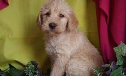 1 Male Labradoodle (Labrador/StandaÂ­Â­rd Poodle) born on 3-16-11. UTD on shots and comes with a health warranty.
For More Info
Call/Text: 262-994-3007Â­Â­Â­Â­Â­
** MicrochippedÂ­Â­
** Credit Cards Accepted (Visa/MasterCardÂ­Â­Â­Â­Â­Â­Â­Â­)
*Â­Â­* Financing Available
**