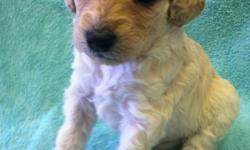 Adorable Multi Generation Australian Labradoodle Puppies
Parti - chalk white, apricot and carmel
Will be miniture in size from 15 to 25 lbs
Six weeks old, ready to go home at eight weeks
Male and female
Raised in our home with our children... well
