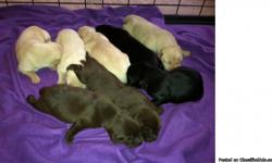 &nbsp;
Purebred Labrador puppies will be available around January 16th. A re-homing fee will apply to 
ensure puppies will go to a stable and caring family. Serious inquires only please. 
Mom is black, weighs about 60lbs and is AKC registered. Dad is