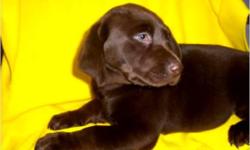Call for Prices: "Mike" 561-688-4210. **Parents on site** Visitors Welcome: 10400 S. Harlem Av. Palos Hills,Il. 60465....Gorgeous CHOCOLATE Lab puppies....Males/Females. Registered. Shots/Worming UTD. ^^Come meet these Amazing puppies. We are a State