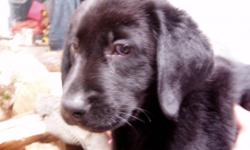 Black female born 1/2/11
English Labrador retriever
vaccinations and wormed up to date
Health Guarantee
laterrapuppies@yahoo.com