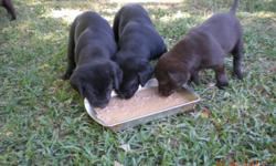 Beautiful Labrador retriever Puppies, 7 weeks old, Hunters, Parents on site, Ready to hunt this fall, no papers but pure blood, GREAT EASTEWR GIFT $ 200.00 713-213-1579